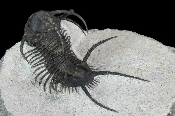 Spiny Ceratarges Trilobite - Zireg, Morocco #125230